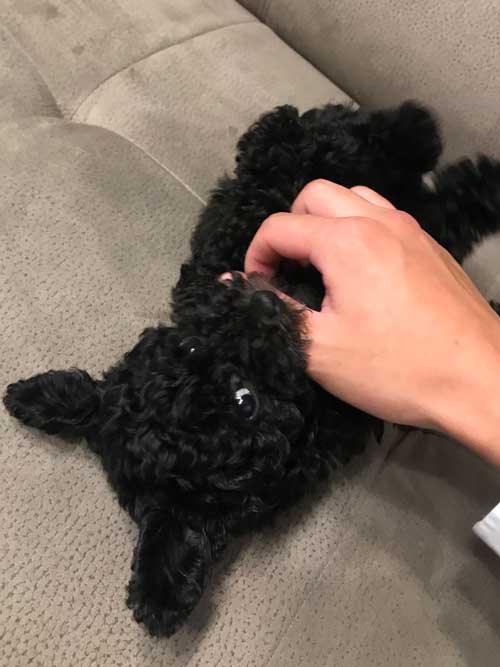 ヤブシタエネシス庄司　起弥