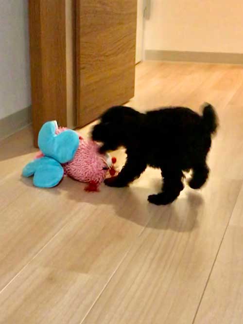 ヤブシタエネシス庄司　起弥