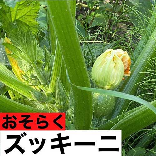 ヤブシタ農園